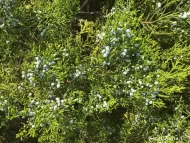 Juniperus barbadensis