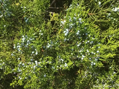 Juniperus barbadensis - Ginepro delle Barbados