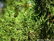 Juniperus bermudiana