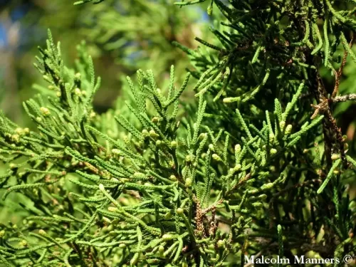 Juniperus bermudiana - Ginepro delle Bermude
