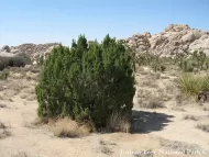 Juniperus californica