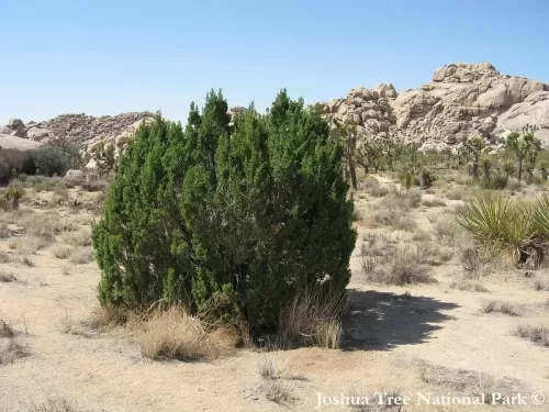 Juniperus californica - Ginepro della California