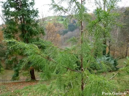 Juniperus cedrus - Ginepro della Canarie, Canarie ginepro, Cedro canario