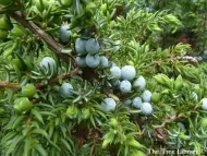 Juniperus communis