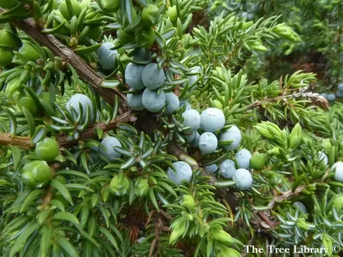 Juniperus communis - Ginepro comune