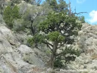 Juniperus osteosperma 