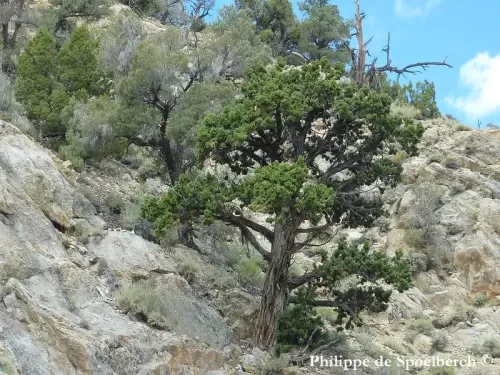 Juniperus osteosperma - Ginepro dello Utah, Utah ginepro