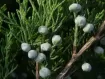 Juniperus