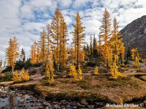Larix lyallii - Larice subalpino, Larice di Lyall