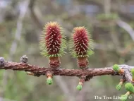 Larix potaninii 