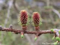 Larix potaninii 