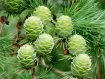 Larix - Larice 