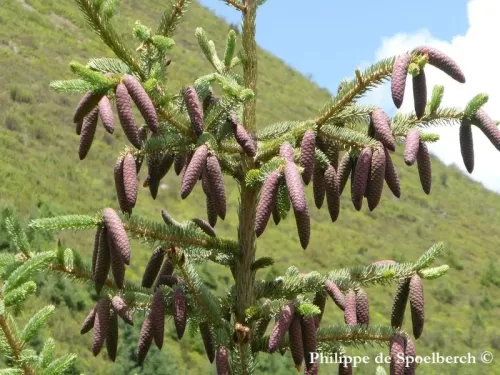 Picea asperata - Peccio del drago