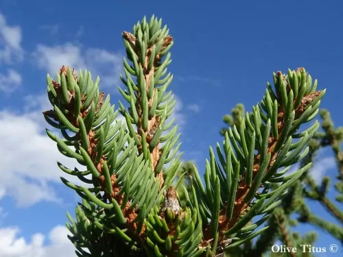 Picea aurantiaca - Peccio di Arancia