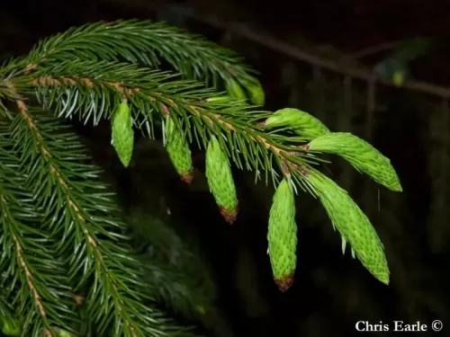 Picea brachytyla var. complanata 