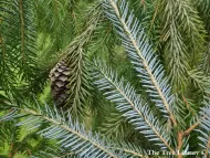 Picea brachytyla 