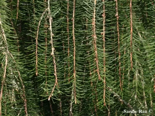 Picea breweriana - Peccio di Brewer