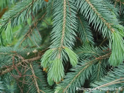 Picea chihuahuana - Peccio del Chihuahua