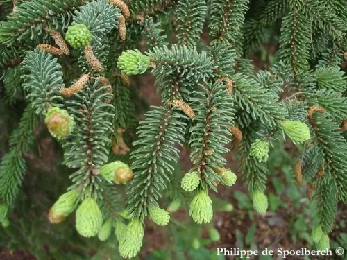 Picea crassifolia - Peccio di Qinghai