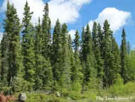 Picea glauca  