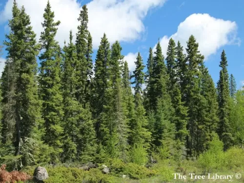 Picea glauca - Peccio bianco, Peccio canadese