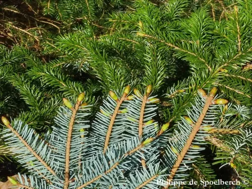 Picea jezoensis - Peccio di Jezo