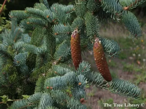Picea koraiensis - Peccio coreano