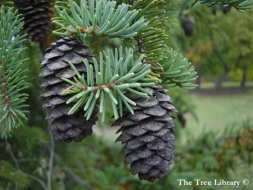 Picea koyamae - Peccio di Koyama