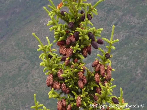 Picea likiangensis - Peccio del Likiang