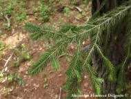 Picea martinezii 
