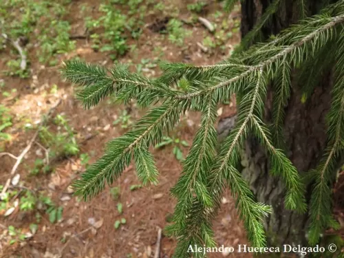 Picea martinezii - Peccio di Martinez