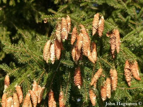 Picea maximowiczii - Peccio di Maximowicz