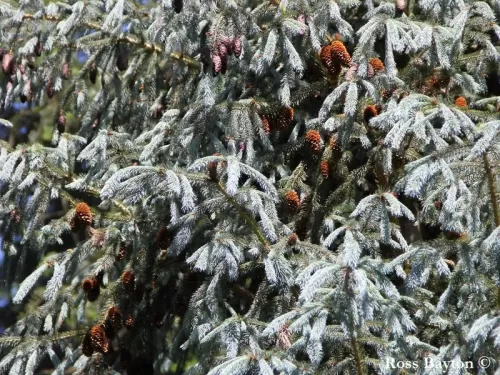 Picea mexicana - Peccio mexicano