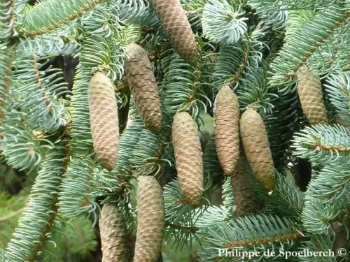Picea meyeri - Peccio di Meyer
