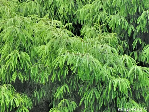 Picea morrisonicola - Peccio di Taiwan