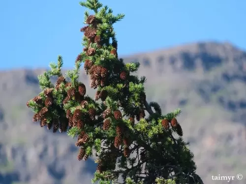 Picea obovata - Peccio siberiano