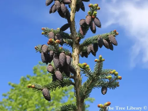 Picea omorika - Peccio di Serbia