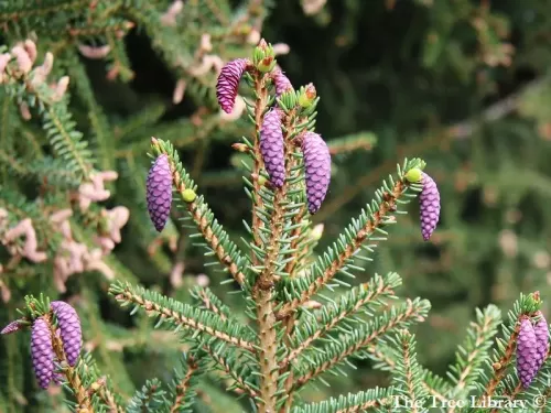 Picea orientalis - Peccio del Caucaso