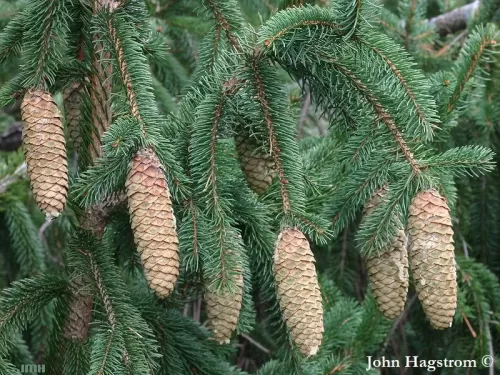 Picea retroflexa - Peccio drago verde