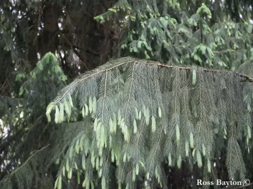 Picea smithiana - Peccio dell'Himalaya
