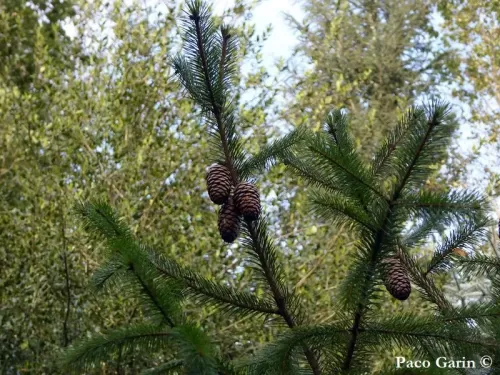 Picea spinulosa - Peccio del Sikkim