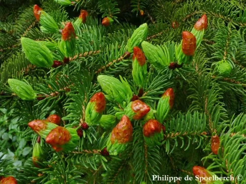 Picea torano - Peccio coda di Tigre
