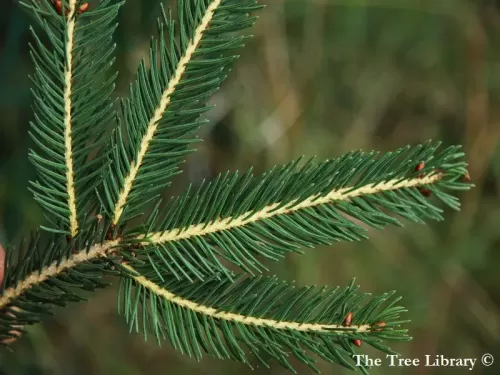 Picea wilsonii - Peccio di Wilson