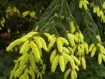 Picea - Peccio