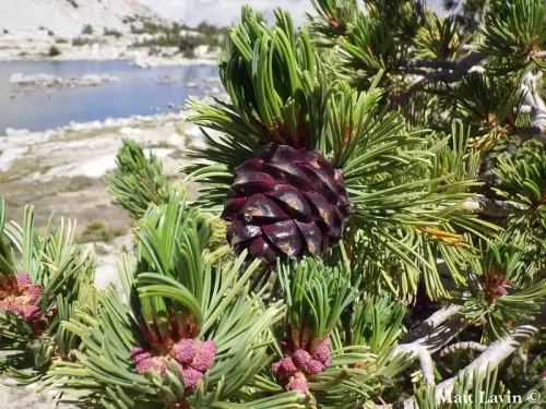 Pinus albicaulis - Pino albicaule, Pino dalla corteccia bianca