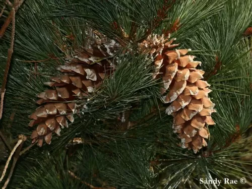 Pinus ayacahuite - Pino bianco messicano, Pino bianco del Mexico