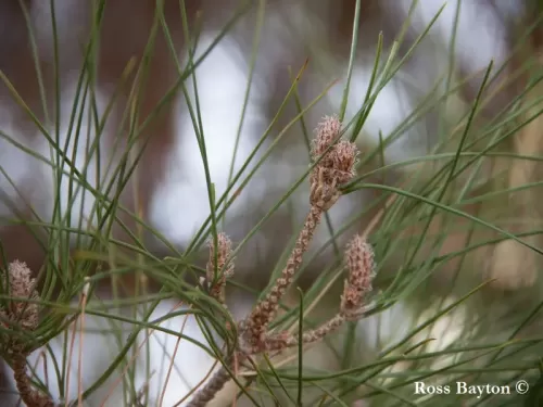 Pinus brutia var. eldarica - Pino di Eldar