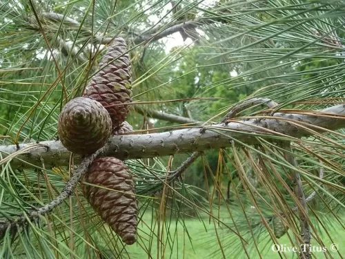 Pinus brutia var. pityusa - Pino di Pitsundia