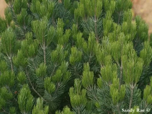 Pinus cembroides - Pino messicano, Pino cembroide
