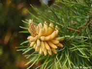 Pinus contorta 
